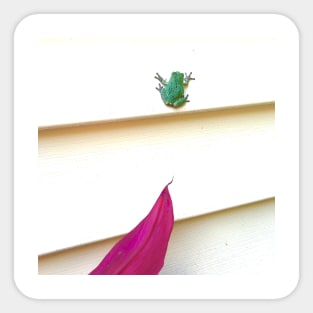 Pink Leaf Frog Sticker